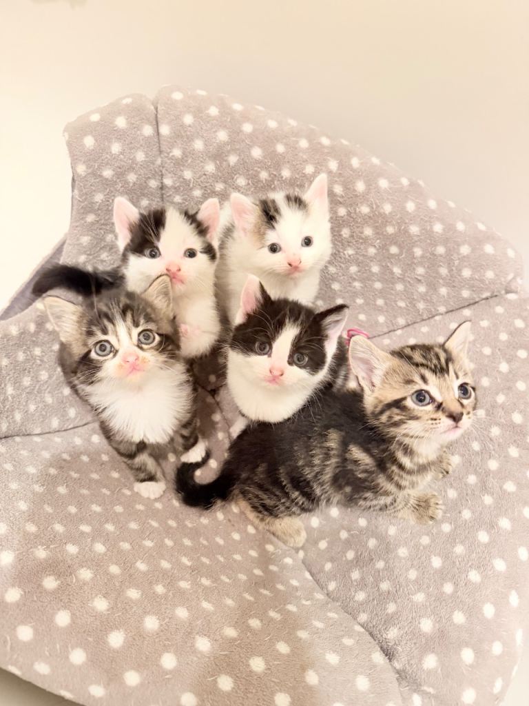 Stratford kittens