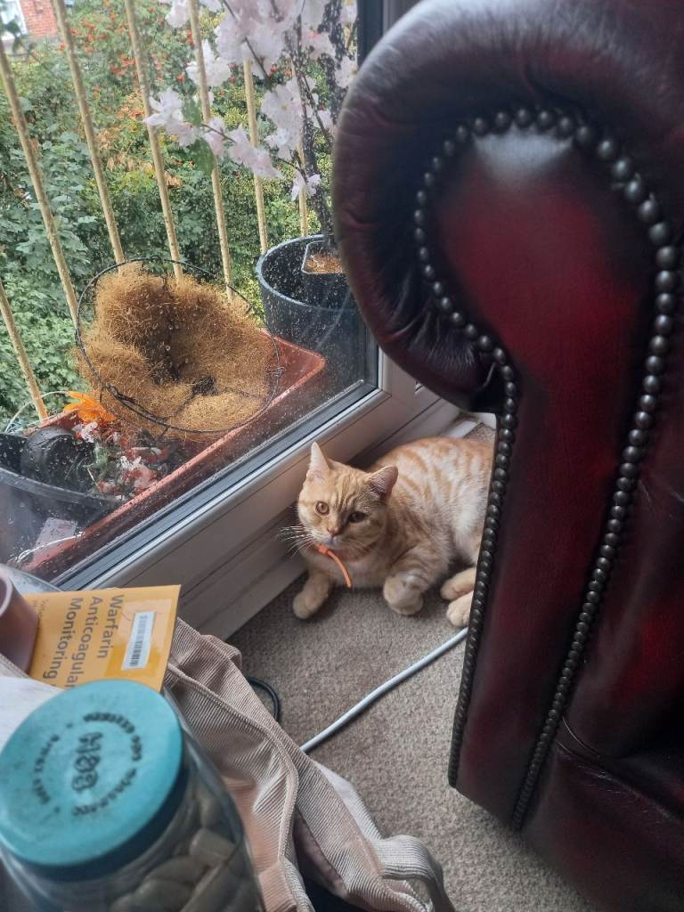 GOLDEN STRIPEY GARFIELD/TIGGER LOOK A LIKE.