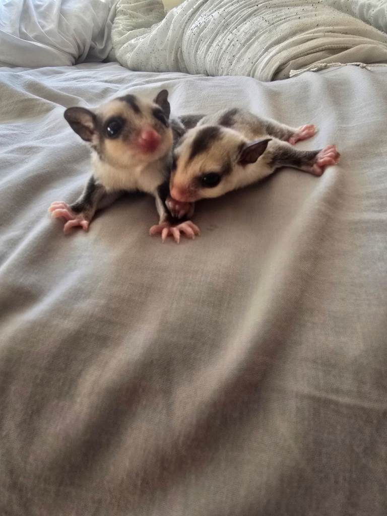 Male and female baby sugargliders ready in 11 weeks roughly
