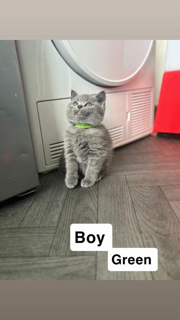British shorthair kittens for sale 