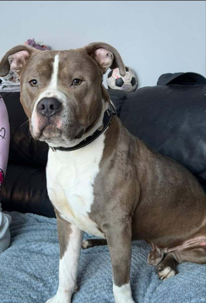 StaffyXbulldog 