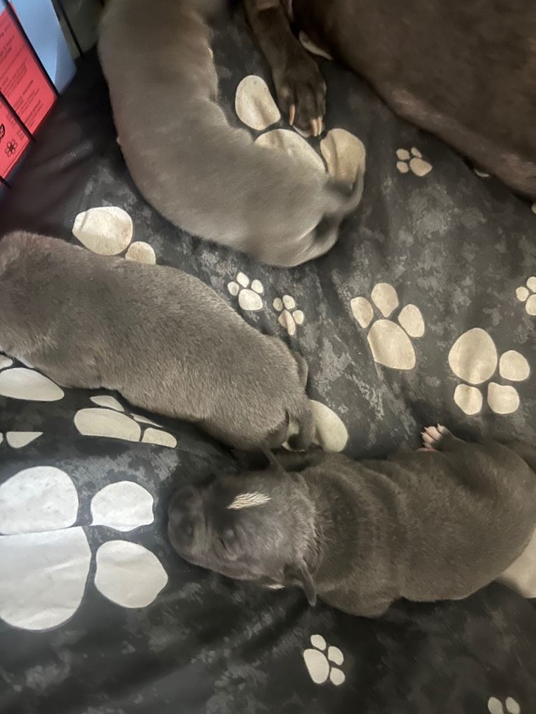 Blue Staffordshire bullterrier puppies 