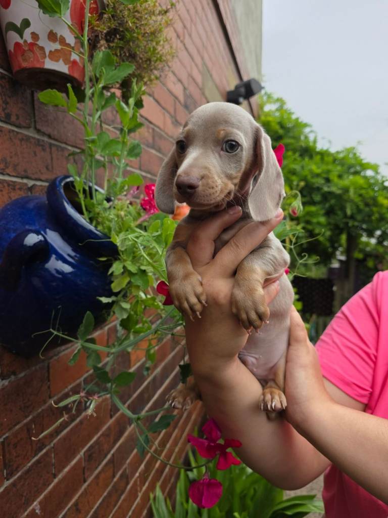Miniature Beautiful Dachshund 