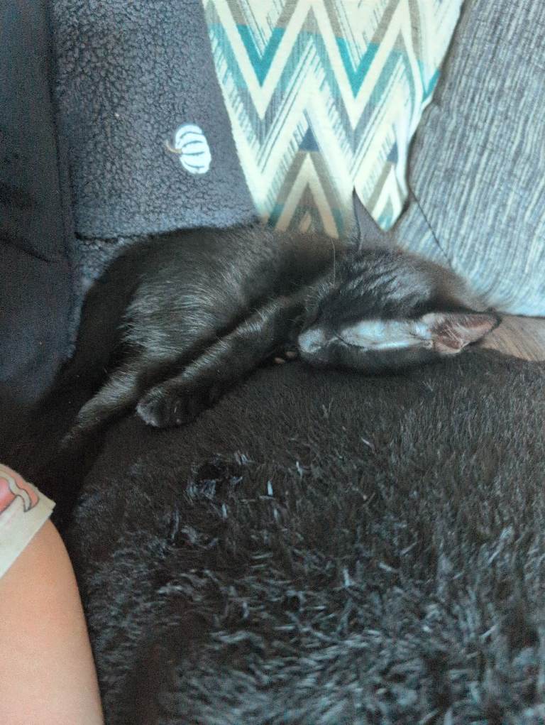 2 kittens must go together 