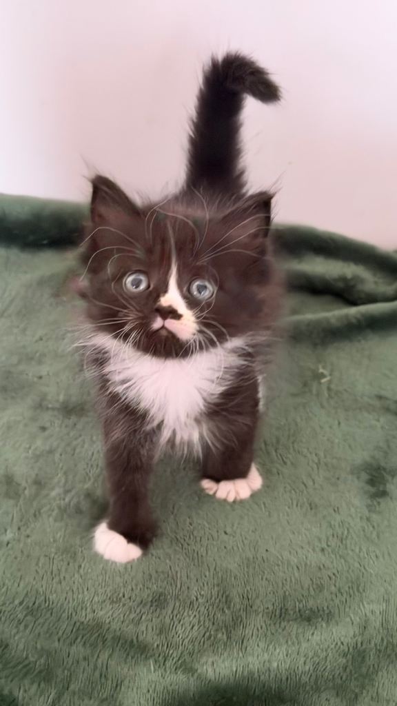 Ragdoll mix 
