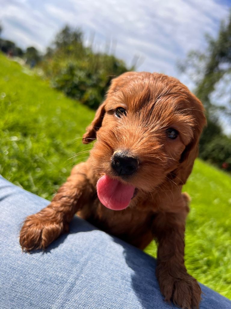 Cockapoo pups for sale 