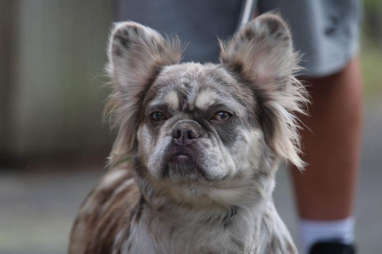 Female frenchie pet only 