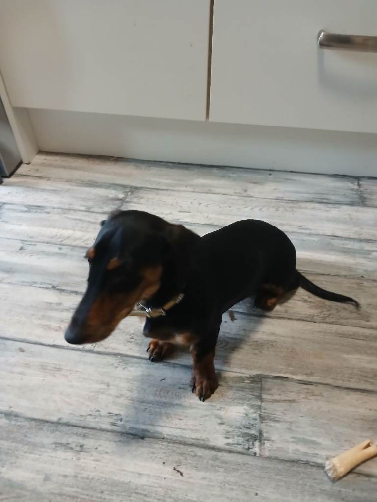 Daschound 