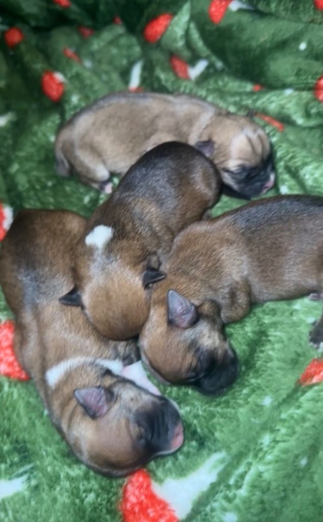 Yorkshire Terrier x Jack Russell puppys