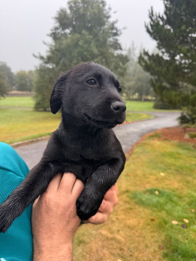 Kennel club Labrador puppy 