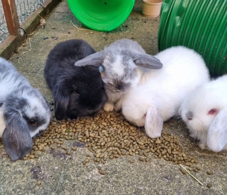 Mini lop baby bunnies
