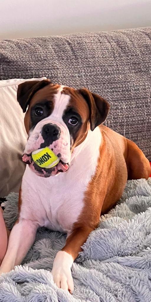 Boxer Puppies