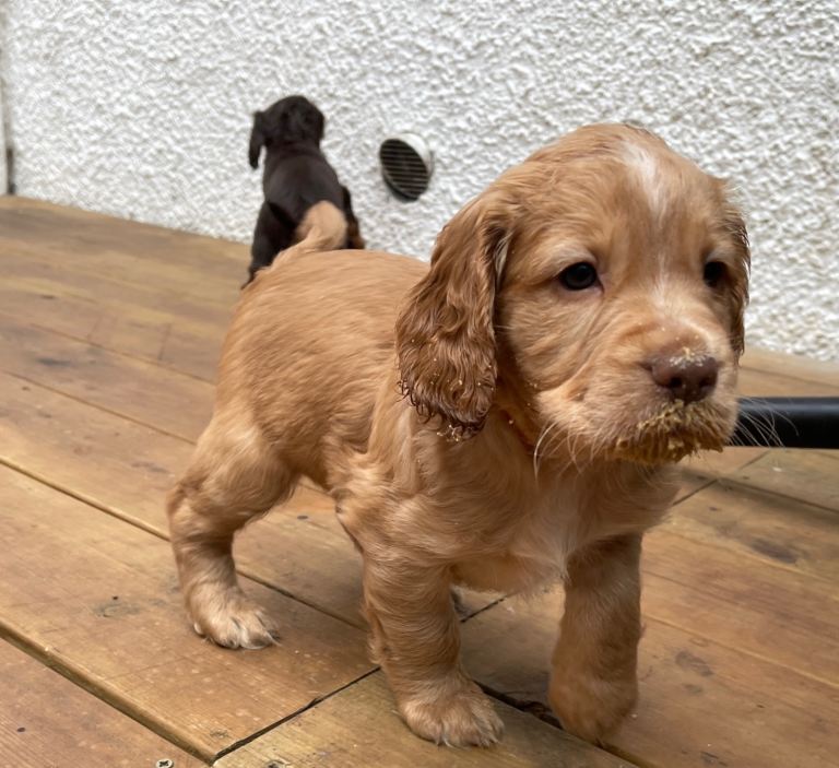Cocker spaniel