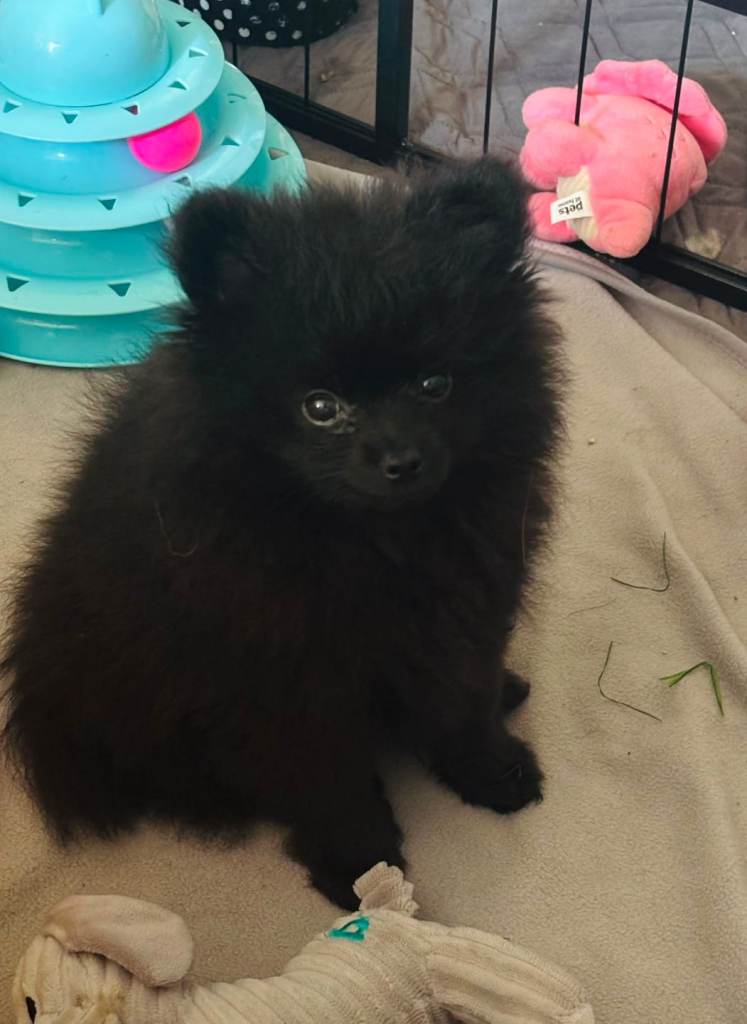 Last beautiful pomeranian puppy ready to go