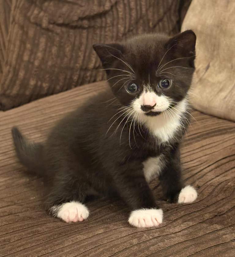 Beautiful kittens