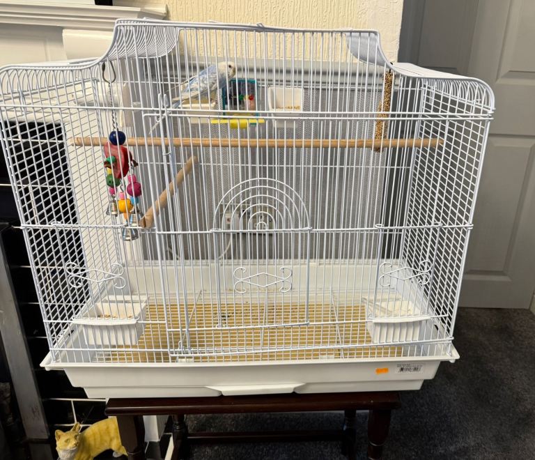 Birdcage with Budgie