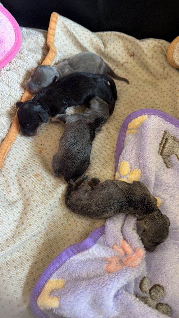 4 miniature dachshund puppies 