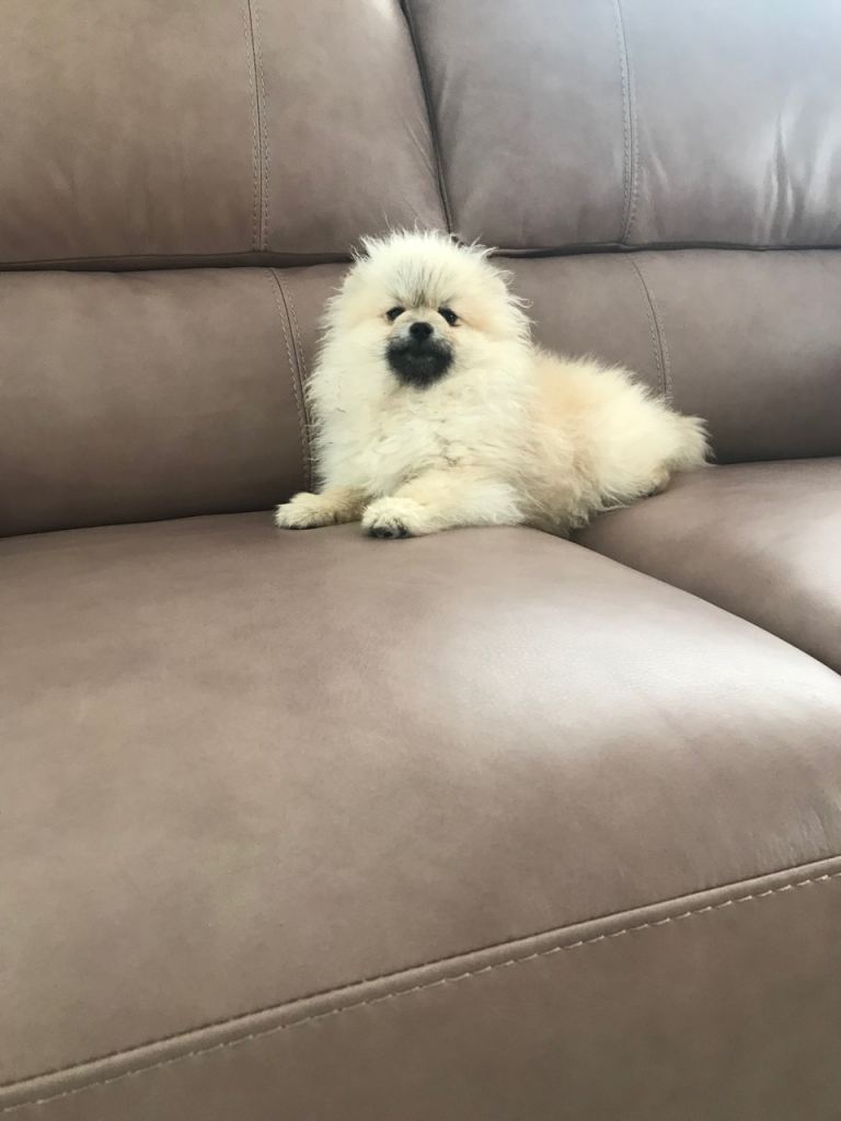 Adorable Pomeranian puppies