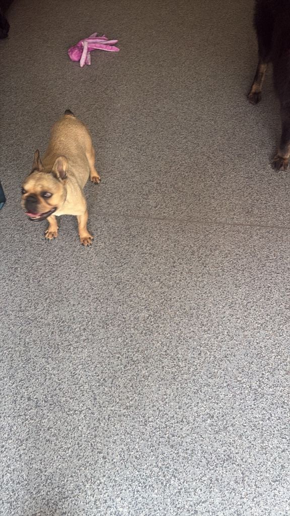 Lovely 2 year old French pug 