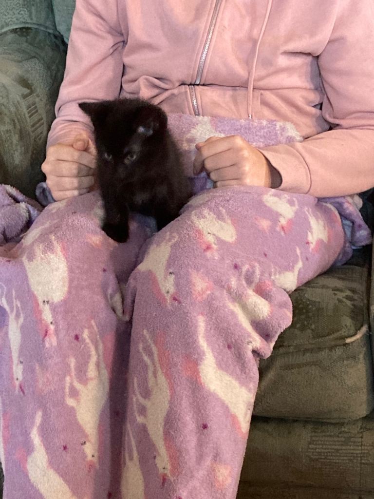 Beautiful boy kitten