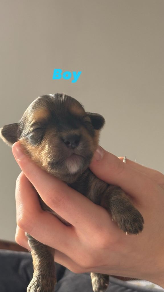 Rare parti Yorkshire terriers