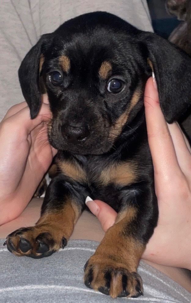 Frenchie crossed sausage dog