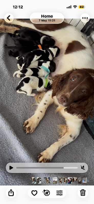 Sprocker spaniel puppies 