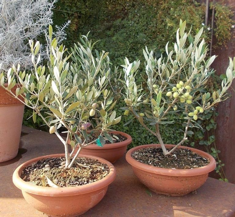 Olive tree from Sicily Italy 