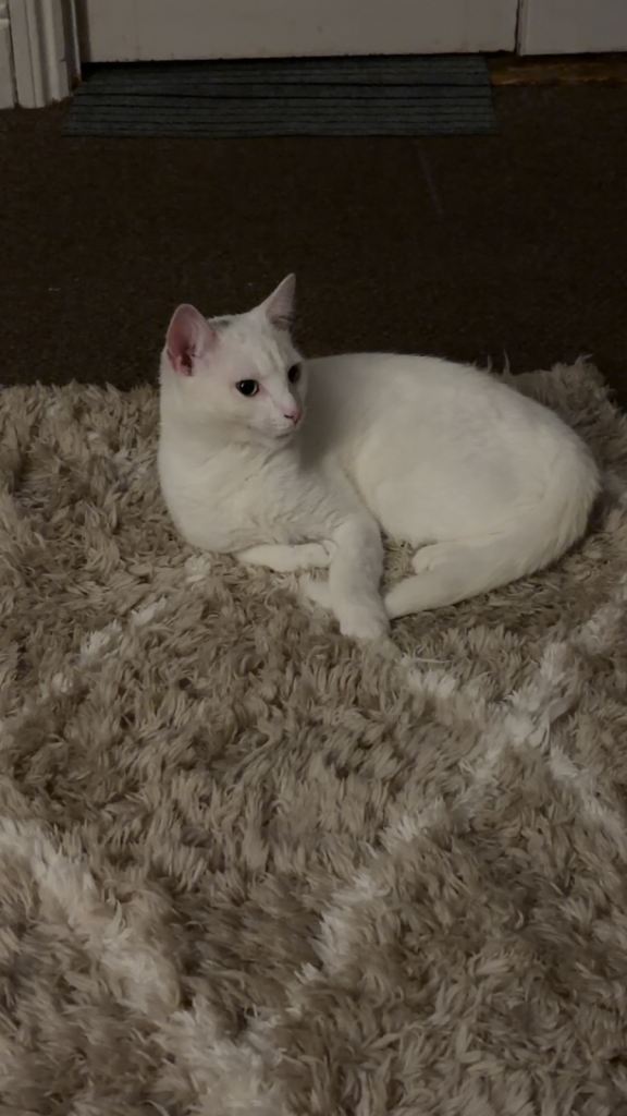 8 month old kitten 