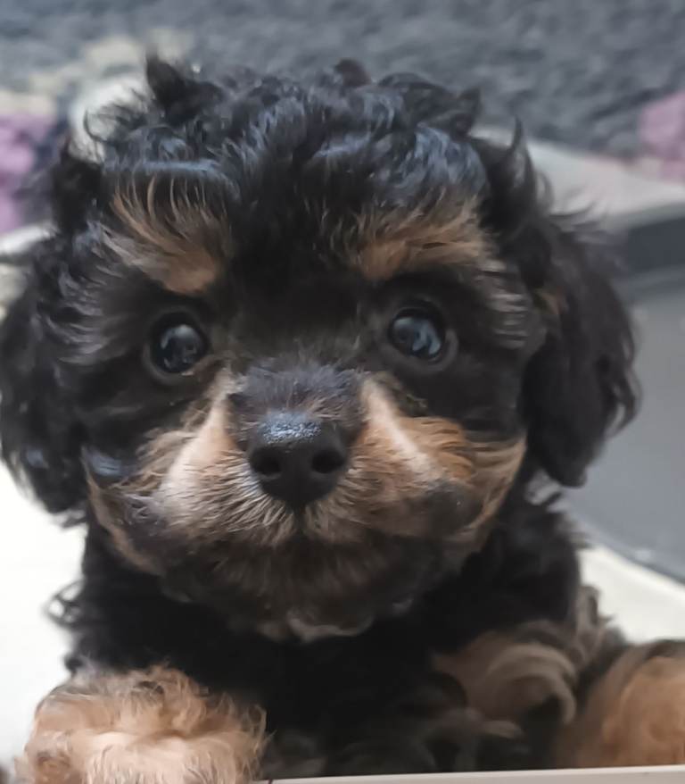 Extensively health tested F1b Toy Cavapoo puppies 