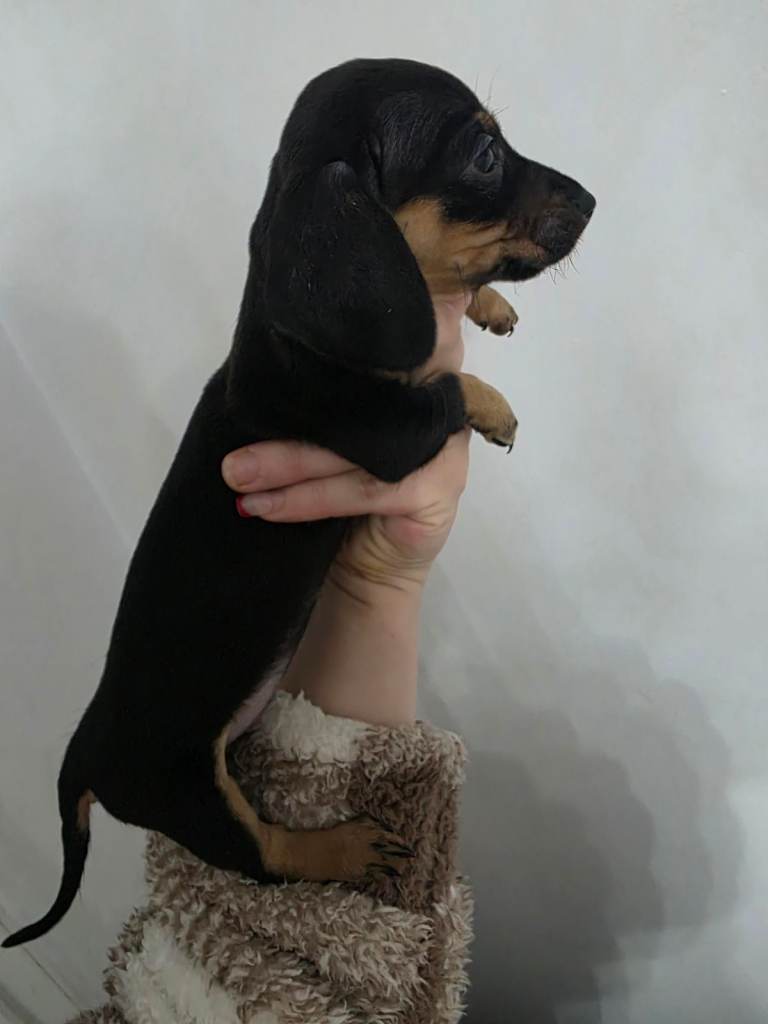 Miniature Dachshund puppies  