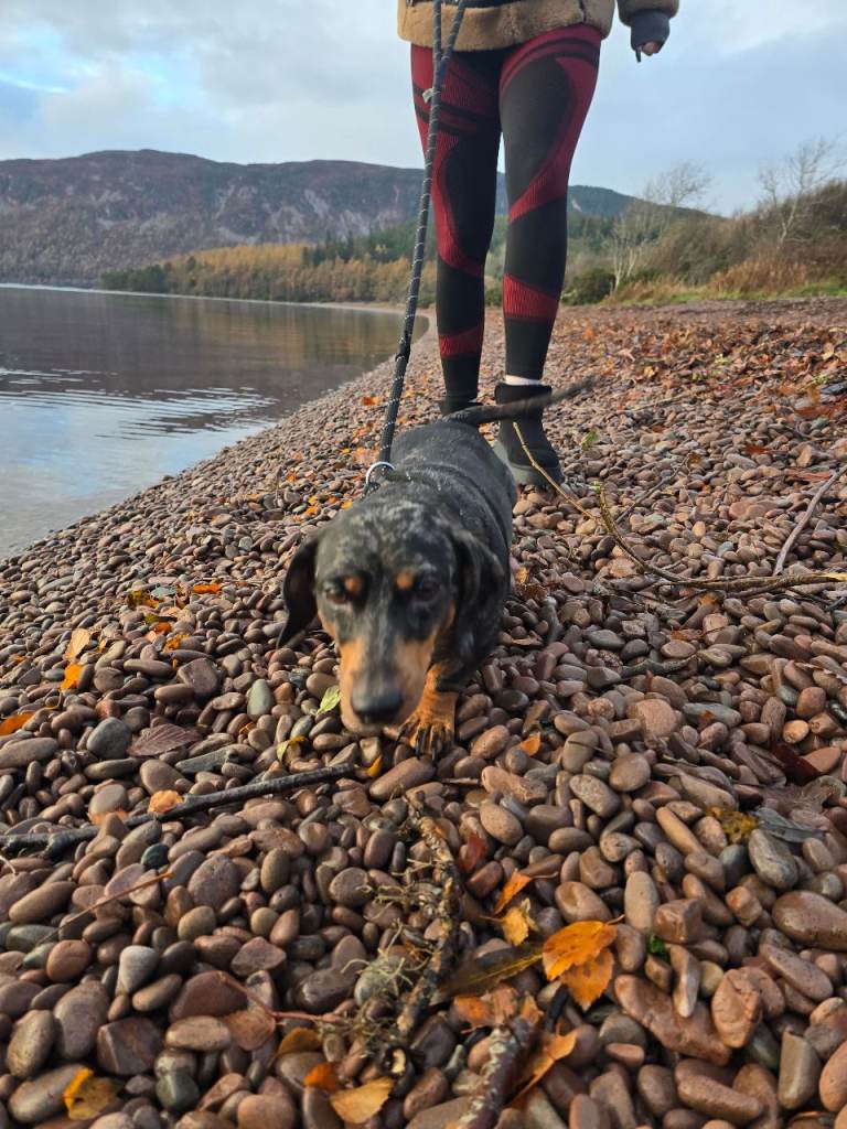 Standard dapple 3 year old girl