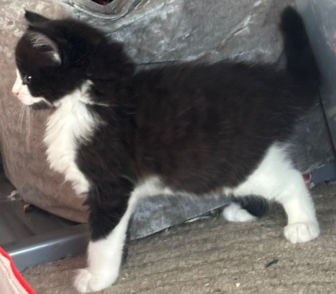 3 beautiful girl kittens ready now
