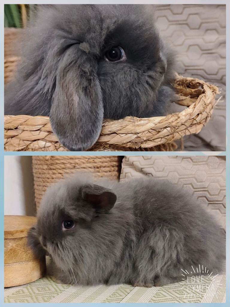 Mini lop lion boy