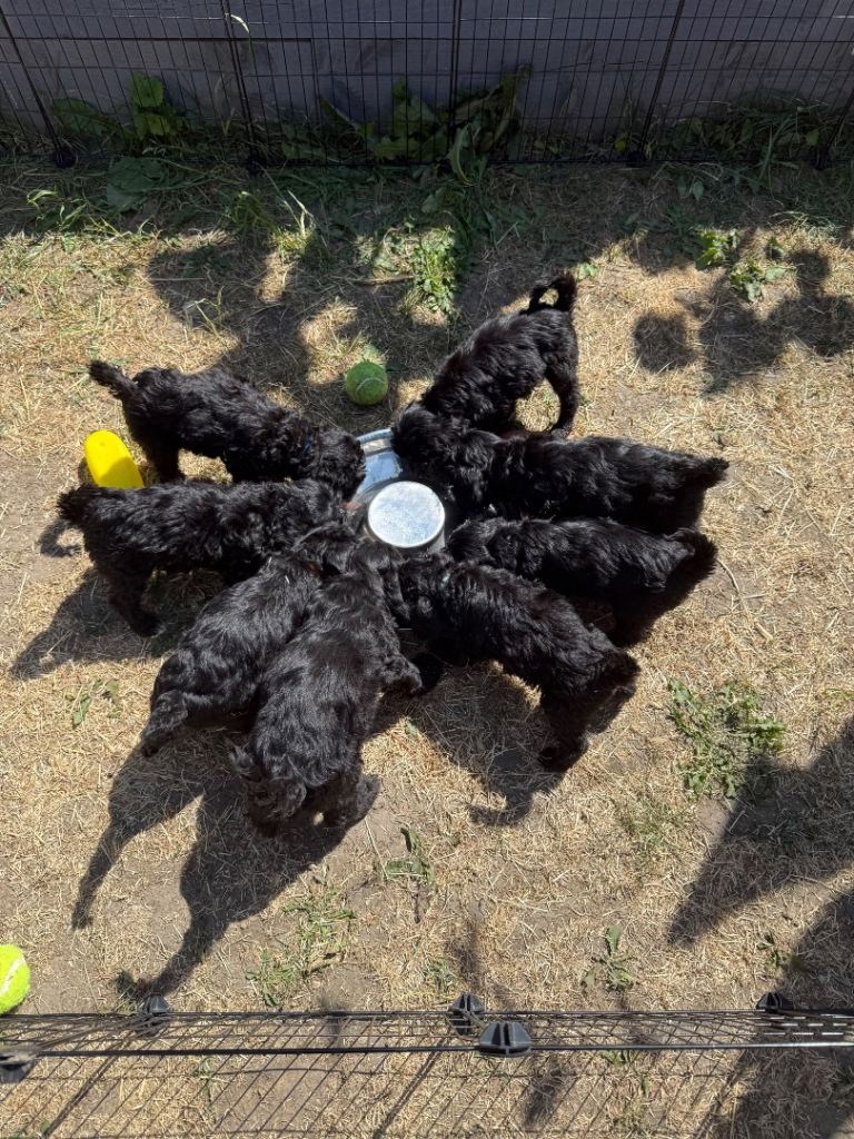 Beautiful F2 Cockapoo Puppies – Looking for Their Forever Homes! 