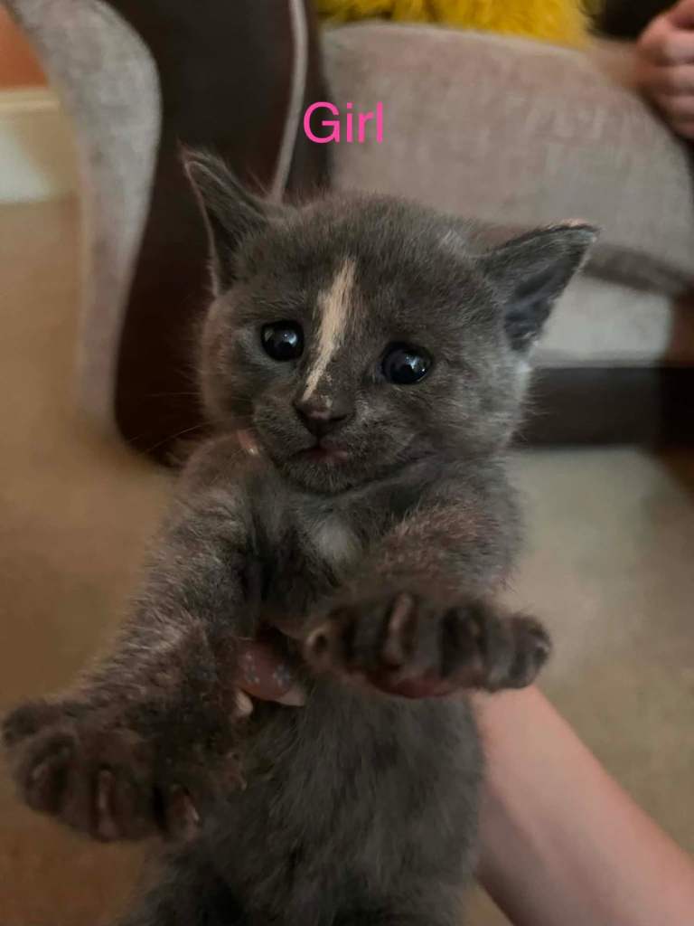 FLUFFY BEAUTIFUL STUNNING KITTENS 🤩🤩🤩