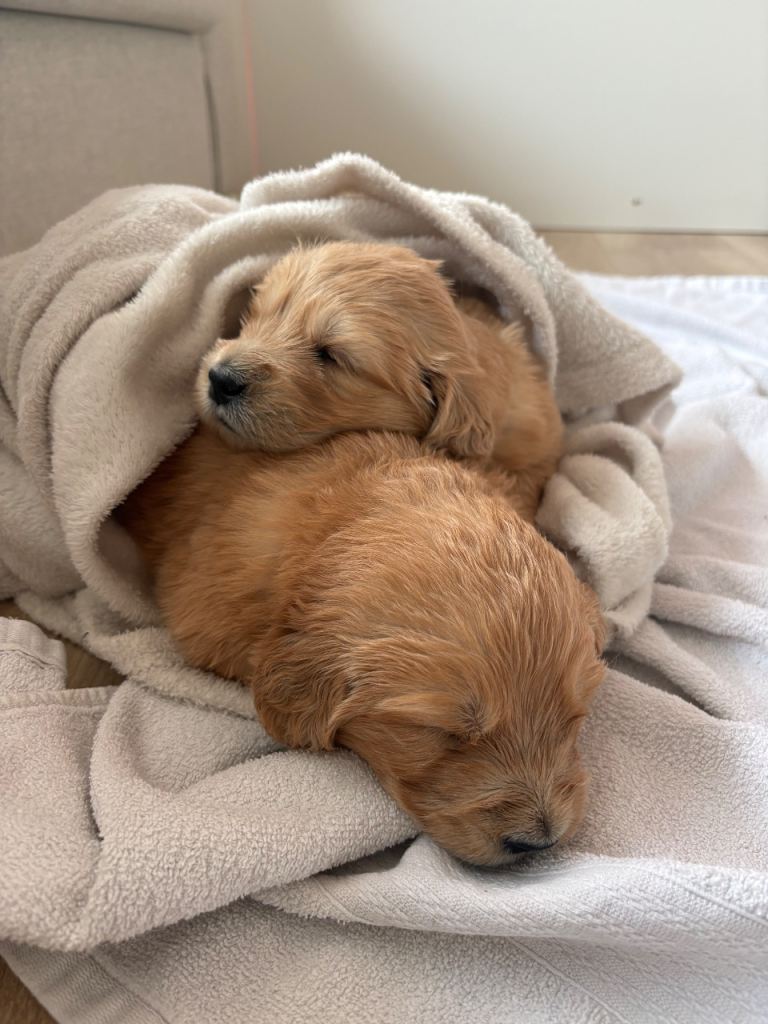Golden Retriever Puppies for Sale