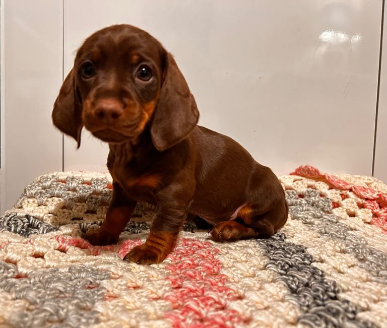 !! Miniature Dachshund Puppies !!