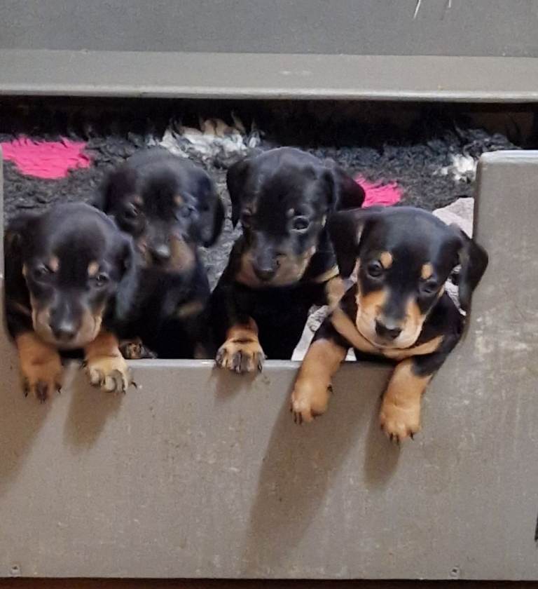 KC Miniature Dachshund puppies READY NOW