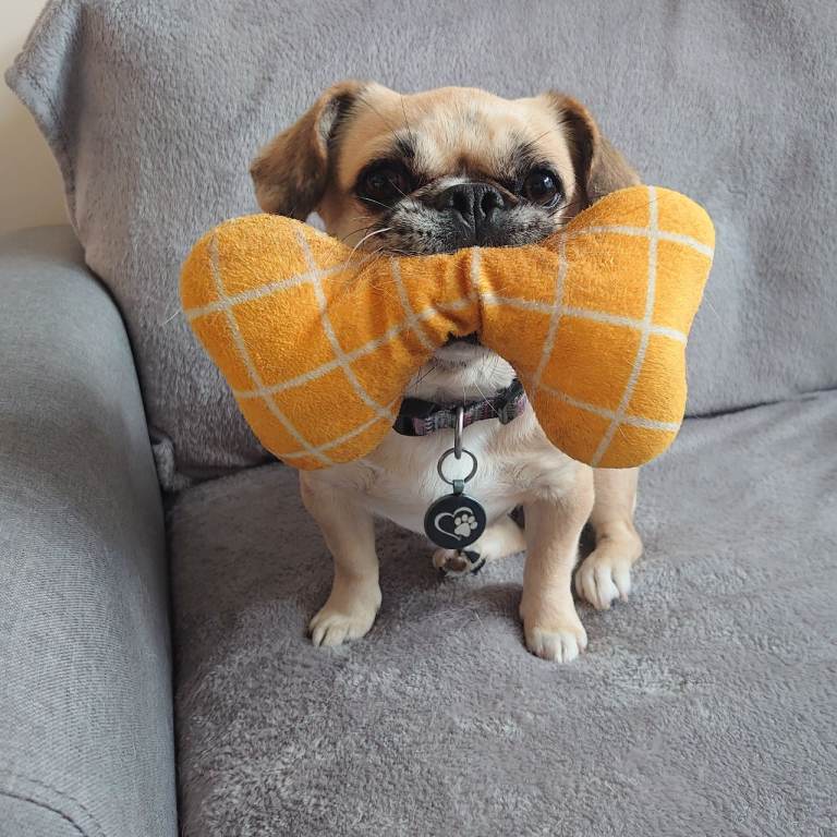 Female 2 yr old Frenchie/Pug mix