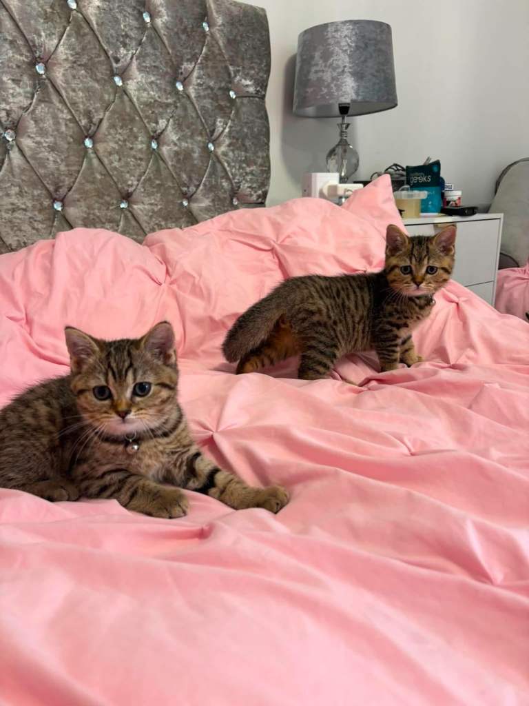 Kitten for sale 