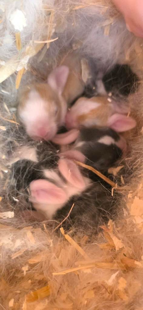 Mini lop cross rex rabbits