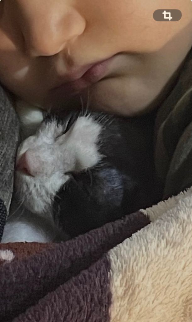 Beautiful 3-Month-Old Boy Kitten