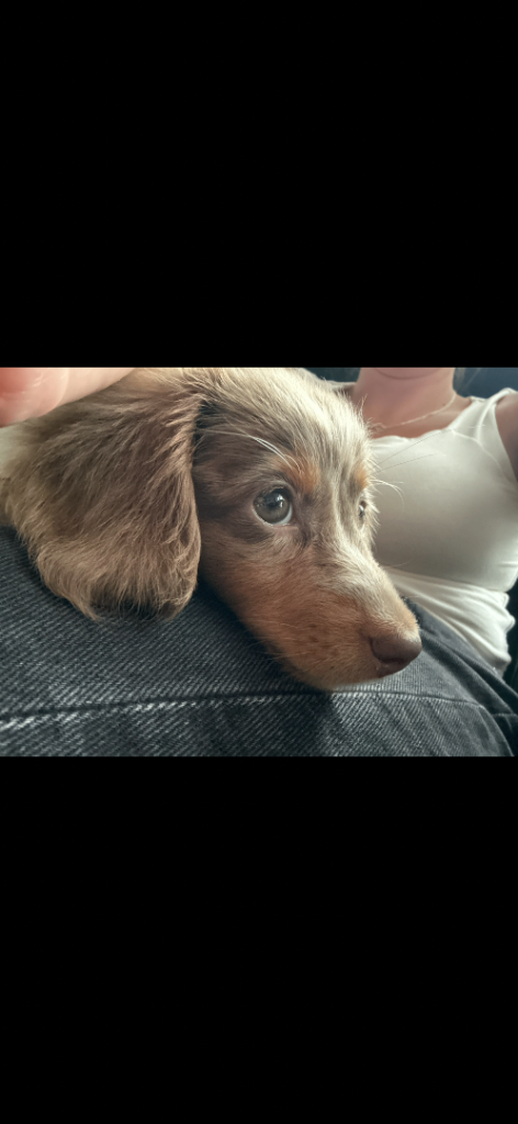 Long haired dachshund 10months for no fault of her own.