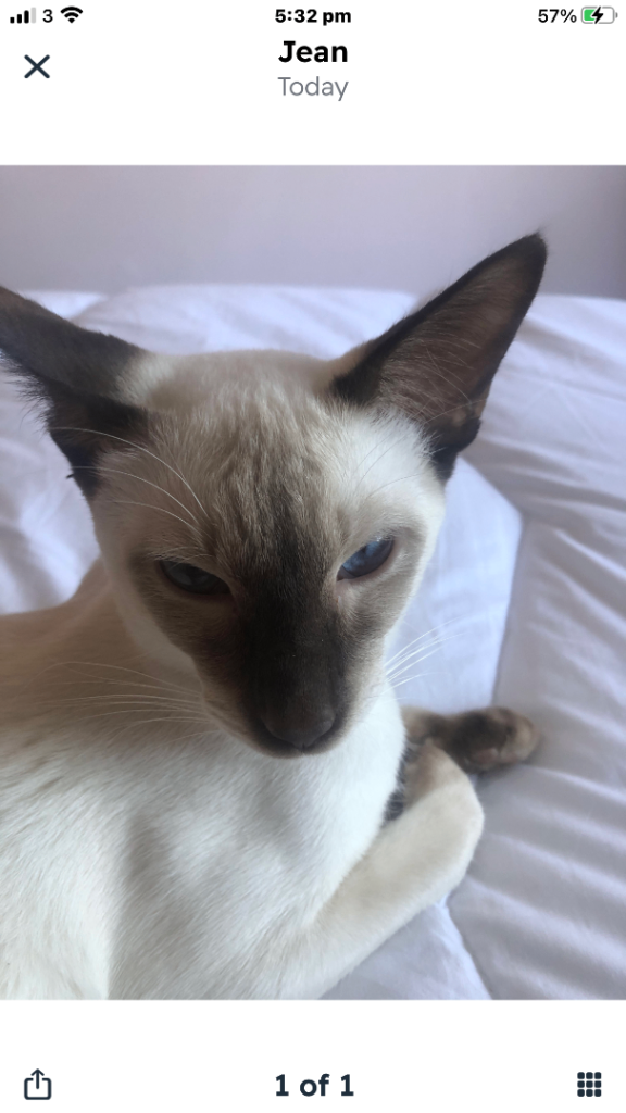 Chocolate point Siamese male 