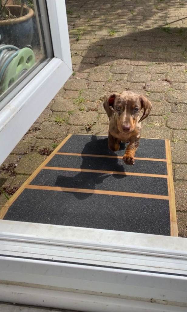 16cm H x 40cm W x 40cm L base Pet Ramp - Super Quality Strong