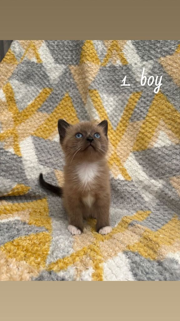 Ragdoll X Beautiful healthy kittens 