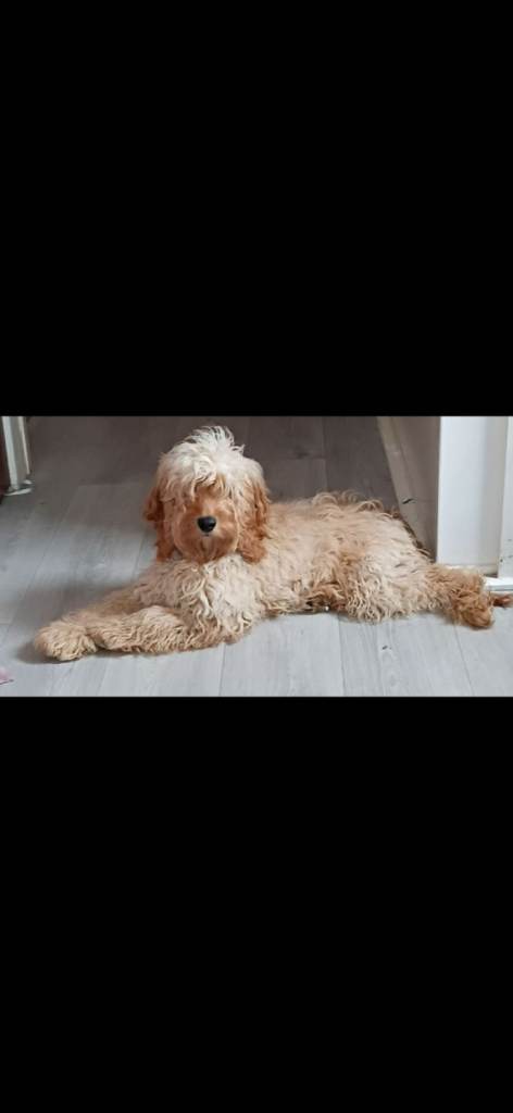 8 month old cockapoo
