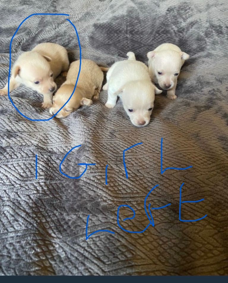 Last girl chihuahua ready to leave now