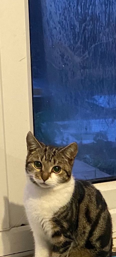 Two cats need rehoming asap both 5 months old